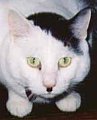 20060716_kitler.jpg