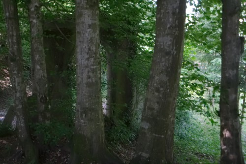 Képriport